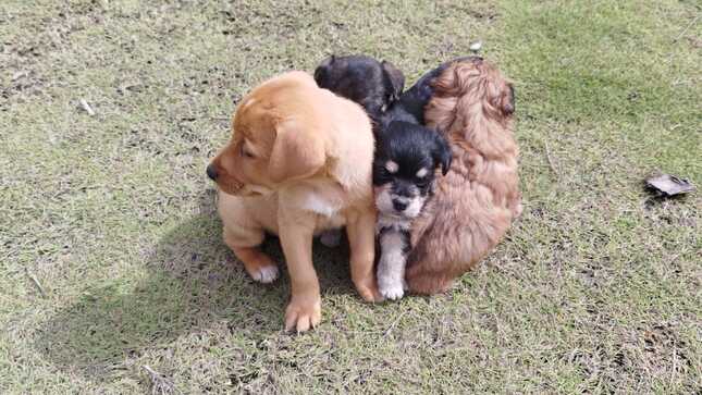 MASCOTAS 4