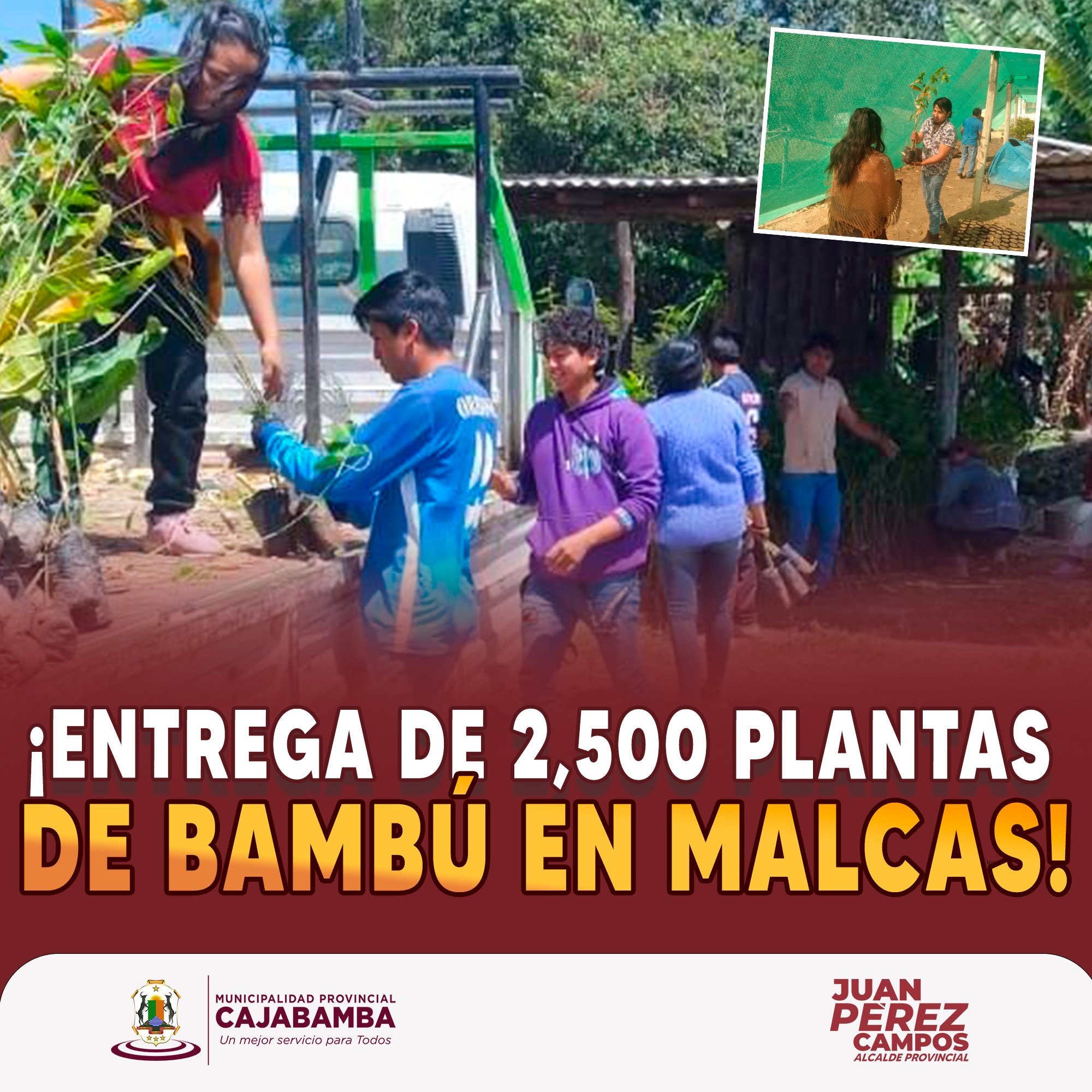 ¡Entrega de 2,500 plantas de bambú en Malcas!