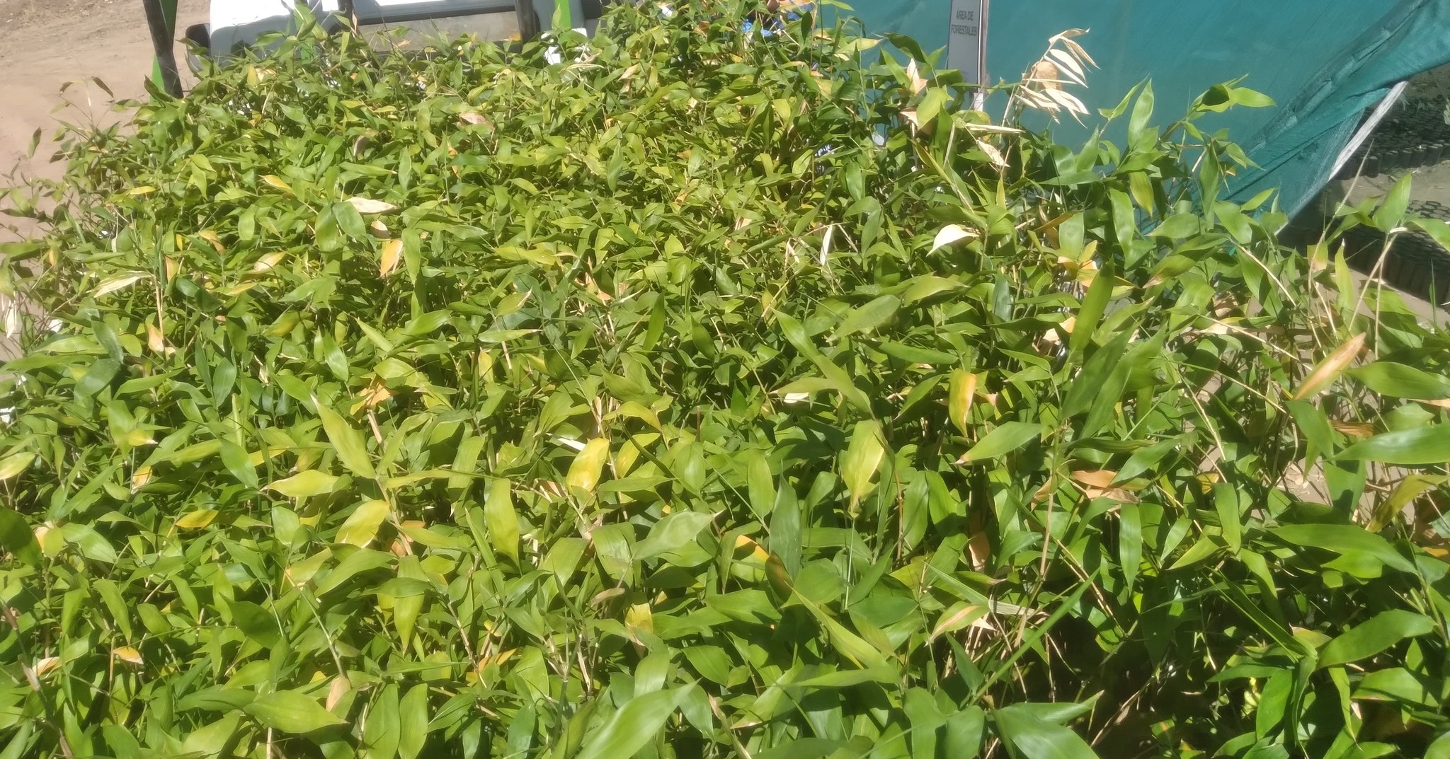 ¡Entrega de 2,500 plantas de bambú en Malcas!