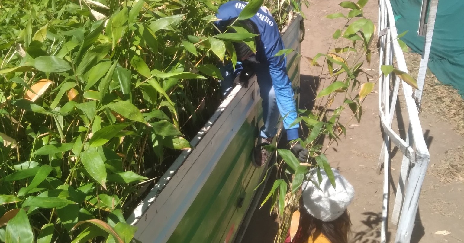 ¡Entrega de 2,500 plantas de bambú en Malcas!