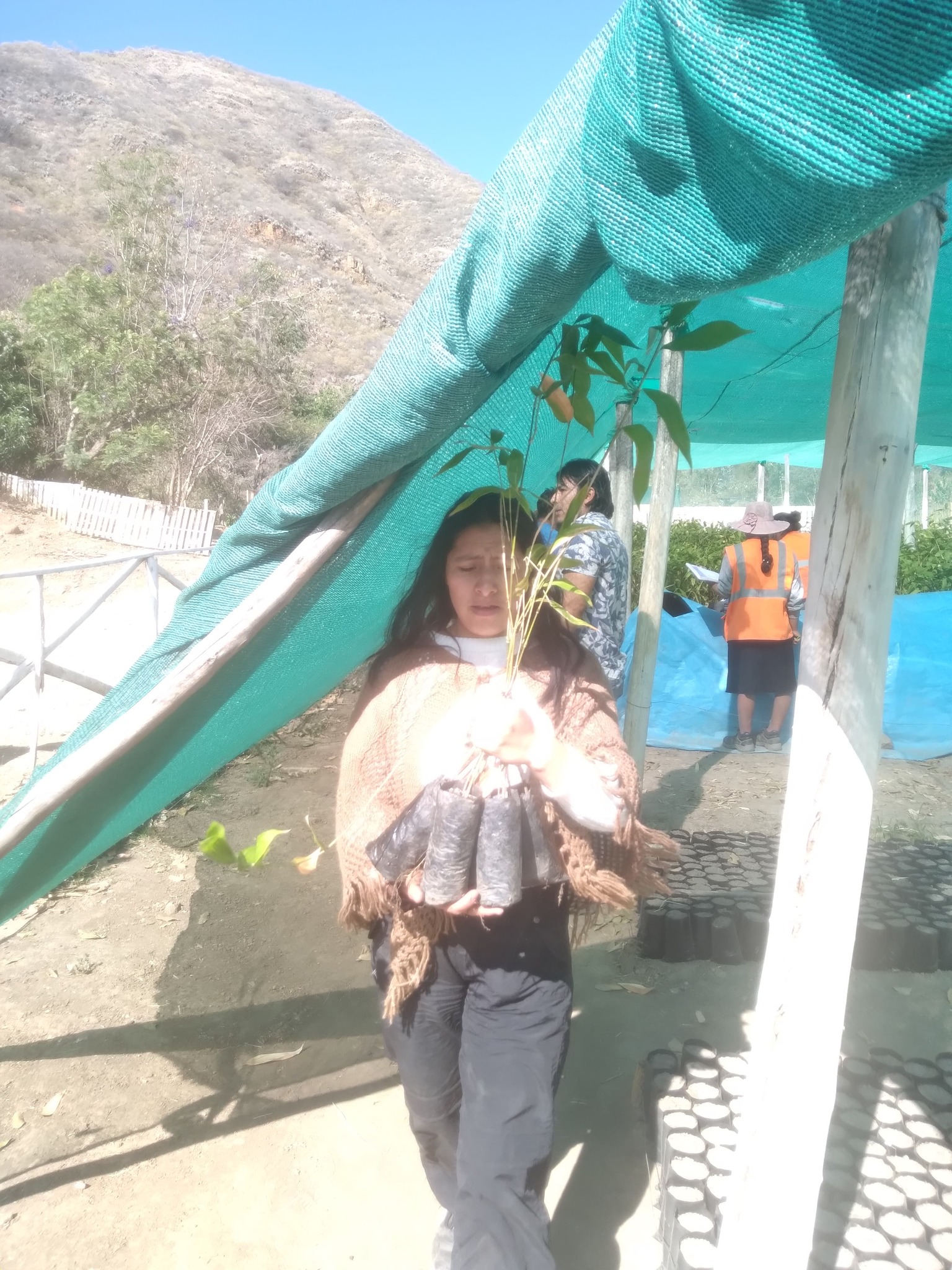 ¡Entrega de 2,500 plantas de bambú en Malcas!