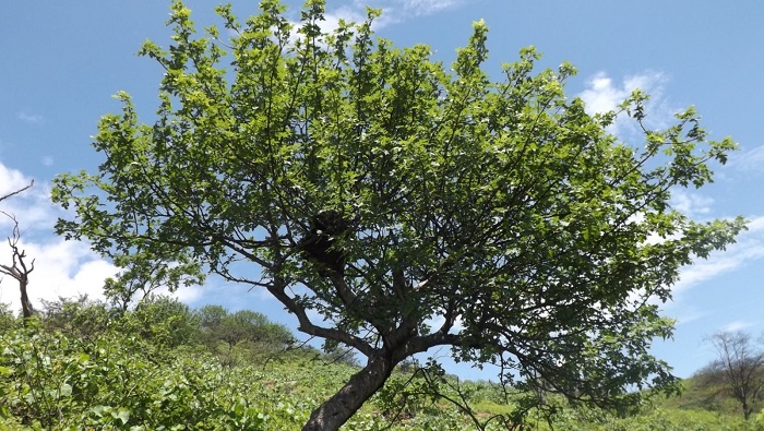 Día del Árbol