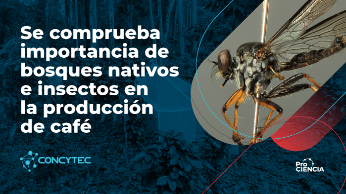 Un equipo de investigadores descubre factores beneficiosos en la conservación de ecosistemas amazónicos y el equilibrio de insectos para mejorar la producción cafetalera del país, según proyecto impulsado por el Concytec. 