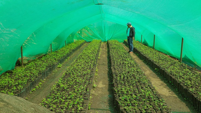 200 MIL PLANTONES DE CAFÉ GEISHA, HÍBRIDO Y OTRO CULTIVOS ALTERNATIVOS