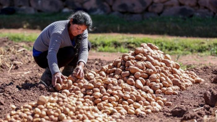 MIDAGRI presentó Marco Orientador de Cultivos (MOC) de la campaña agrícola 2024/2025
