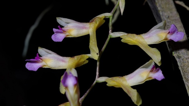 orquideas