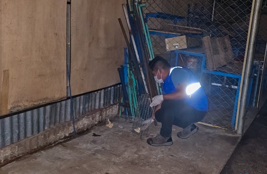 Se realiza control de roedores en el Mercado Unión y Dignidad de la ciudad de Puno