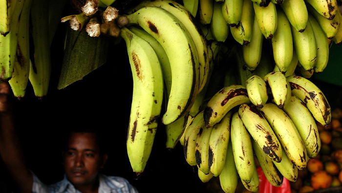 banano
