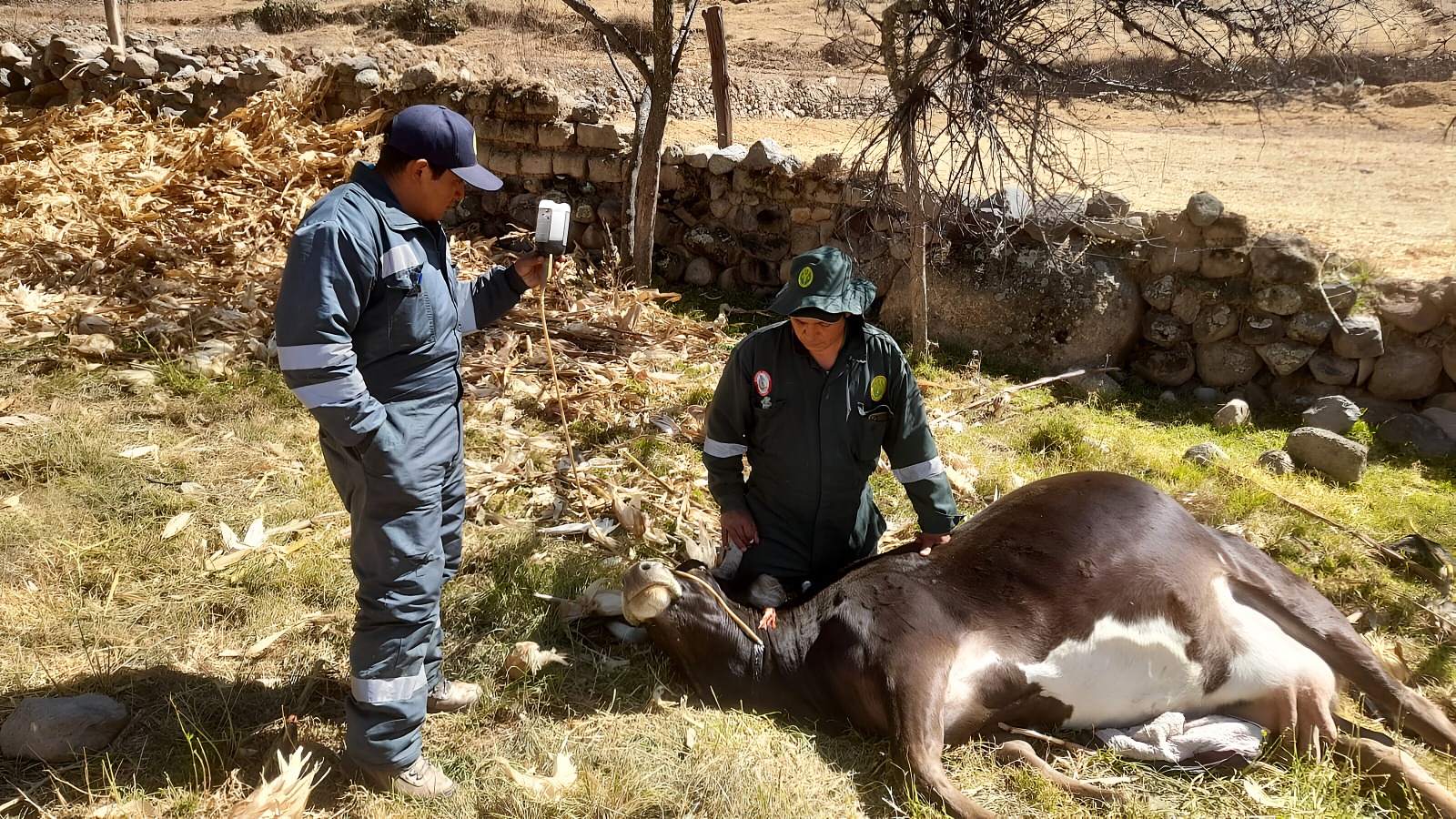 GORE Ayacucho impulsa campañas de desparasitación y vitaminización en Huanca Sancos