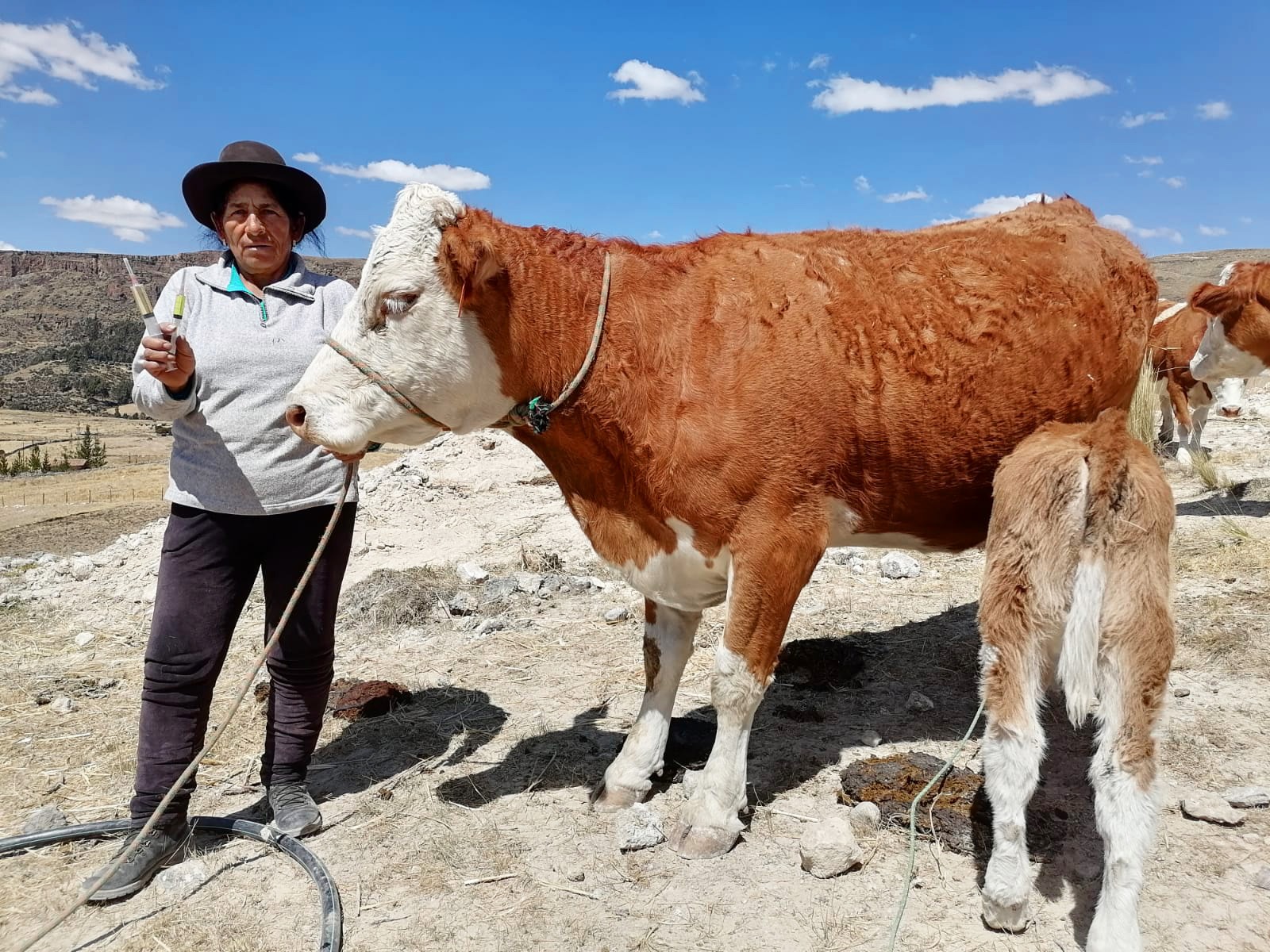 GORE Ayacucho impulsa campañas de desparasitación y vitaminización en Huanca Sancos