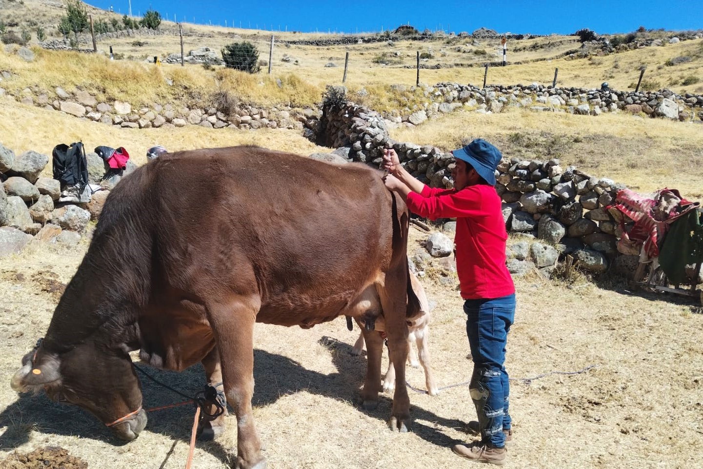GORE Ayacucho impulsa campañas de desparasitación y vitaminización en Huanca Sancos