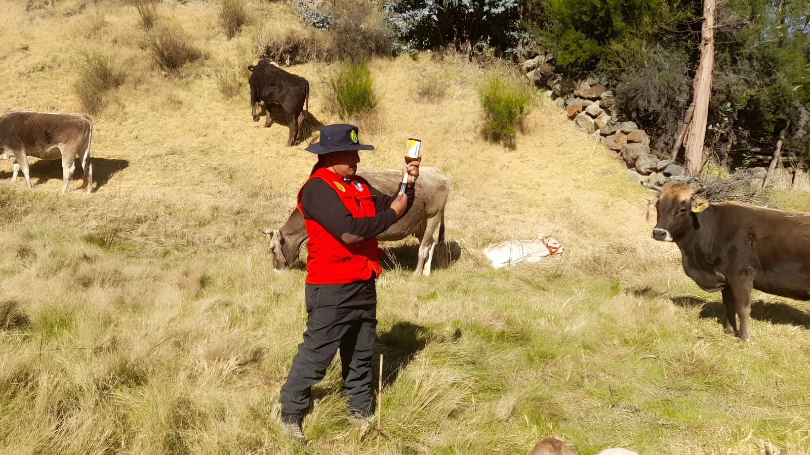GORE Ayacucho impulsa campañas de desparasitación y vitaminización en Huanca Sancos