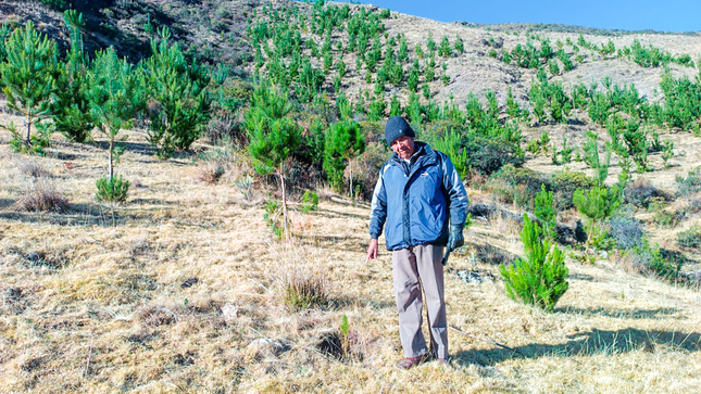 DRA Ayacucho monitorea 450 mil especies forestales instalados en Fajardo