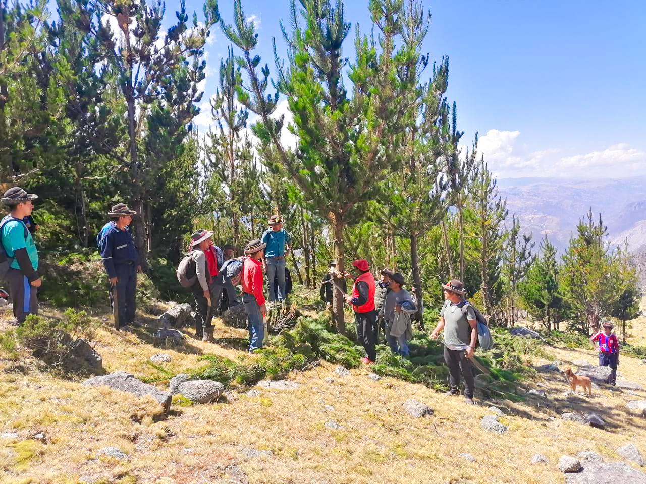 DRA Ayacucho monitorea 450 mil especies forestales instalados en Fajardo