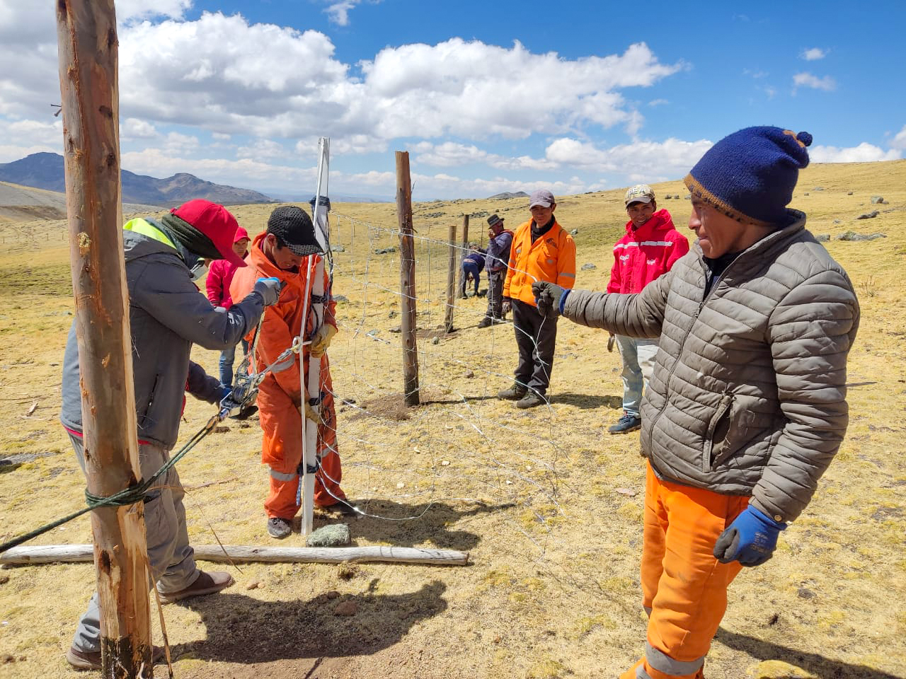 Avanza instalación de cercos de clausura para fortalecer sector alpaquero