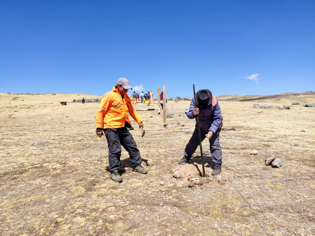 Avanza instalación de cercos de clausura para fortalecer sector alpaquero