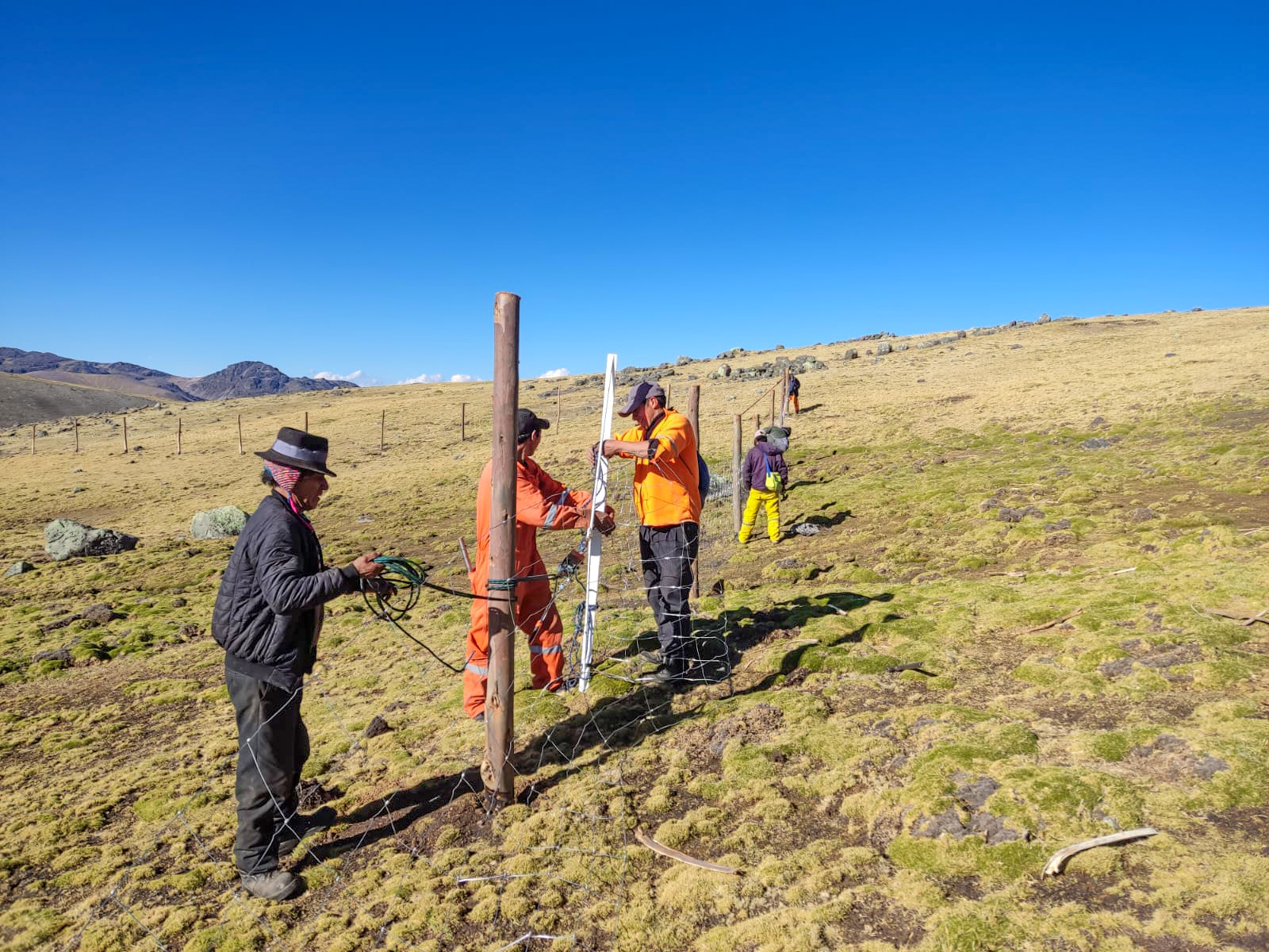 Avanza instalación de cercos de clausura para fortalecer sector alpaquero