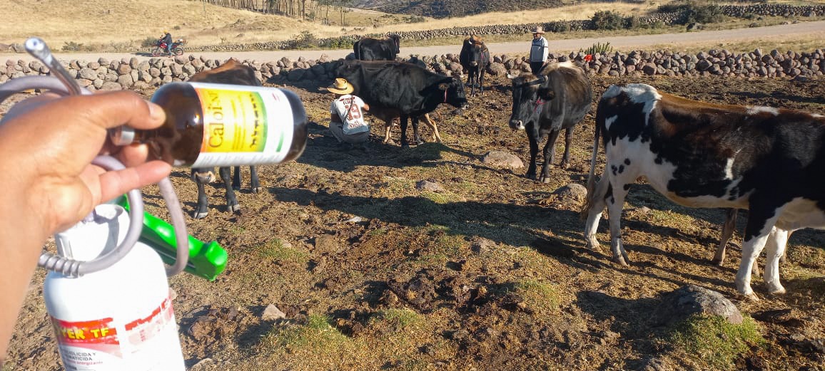 Proyecto Bovino Lucanas intensifica campañas de desparasitación y administración de vitaminas 