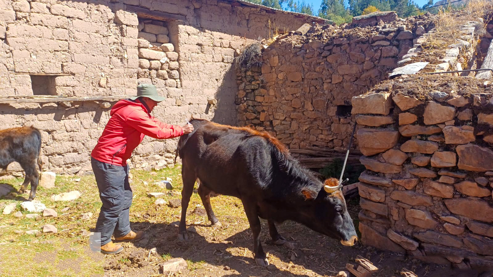 Proyecto Bovino Lucanas intensifica campañas de desparasitación y administración de vitaminas 