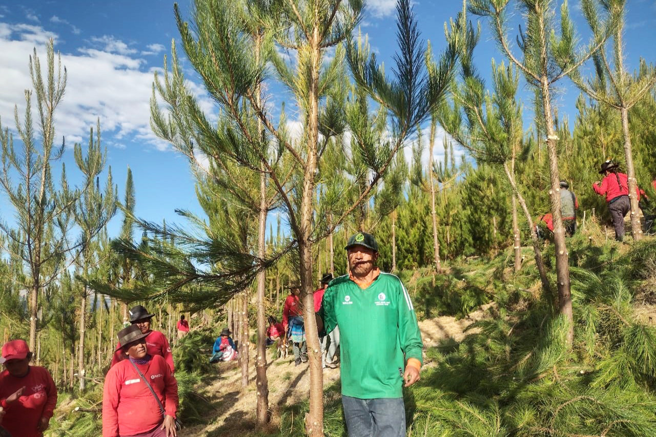 Proyecto Regulación Hídrica realizó poda de 8 mil árboles de pino en Sucre