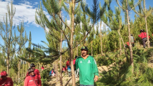 Proyecto Regulación Hídrica realizó poda de 8 mil árboles de pino en Sucre
