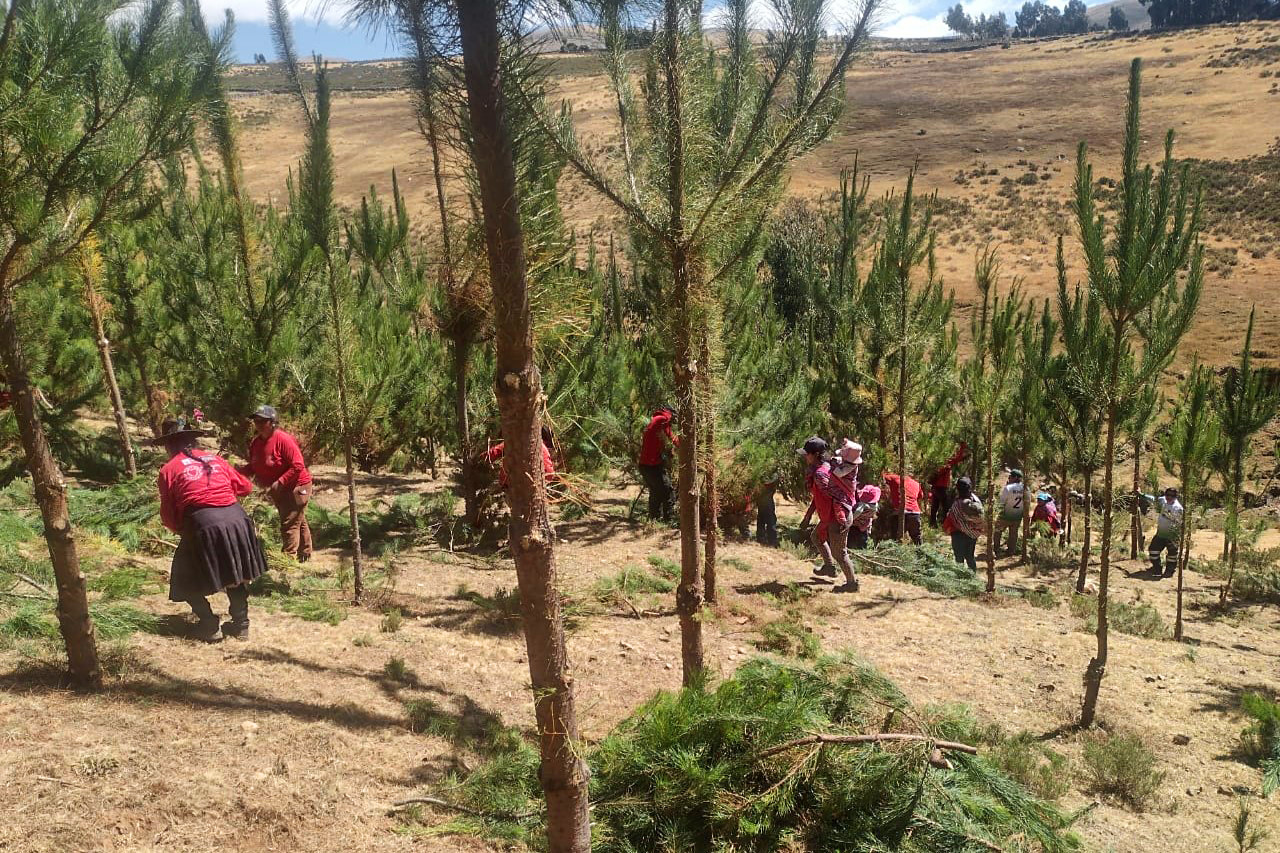 Proyecto Regulación Hídrica realizó poda de 8 mil árboles de pino en Sucre