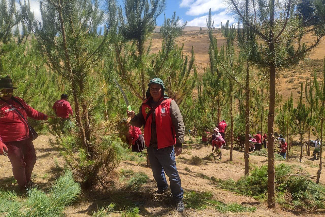 Proyecto Regulación Hídrica realizó poda de 8 mil árboles de pino en Sucre