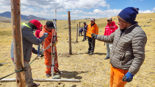Avanza instalación de cercos de clausura para fortalecer sector alpaquero