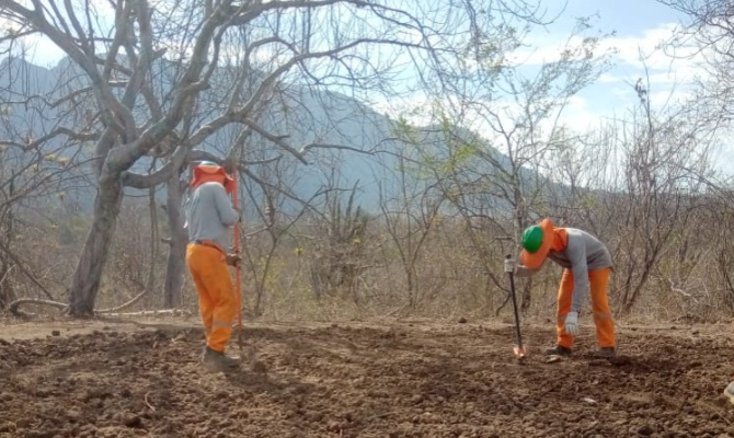 Reforestación en Suyo