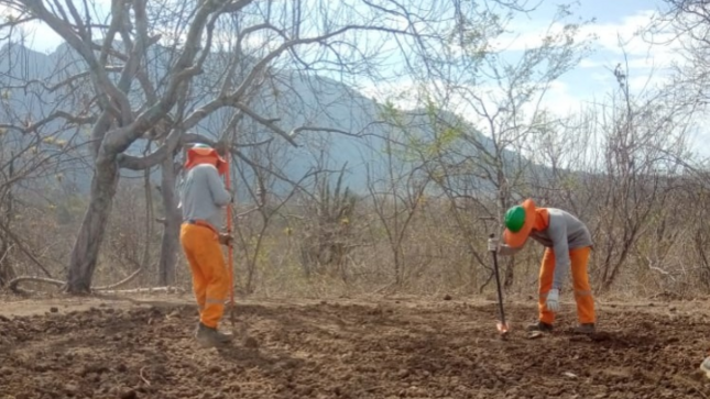 Reforestación en Suyo