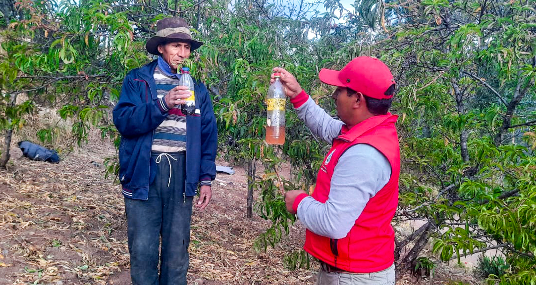Vilcas Huamán intensifica labores para combatir la mosca de la fruta