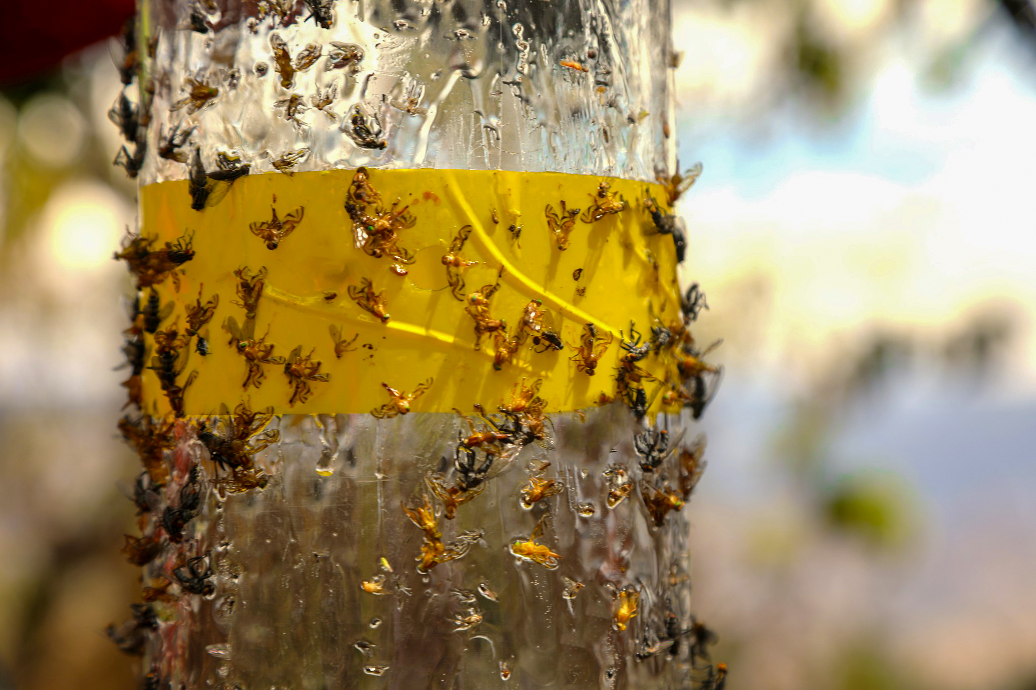 Vilcas Huamán intensifica labores para combatir la mosca de la fruta