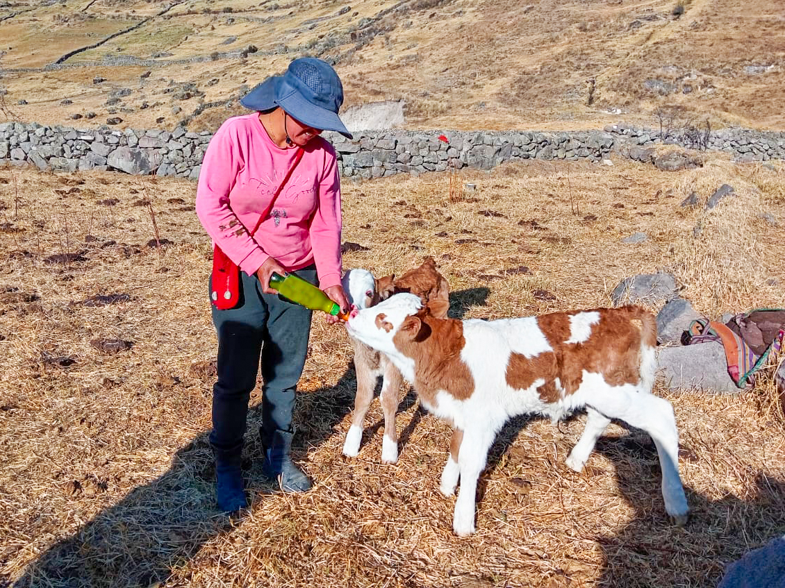 DRA Ayacucho logra nacimiento de 8 becerros mellizos Brown Swiss y Fleckvieh en Parinacochas