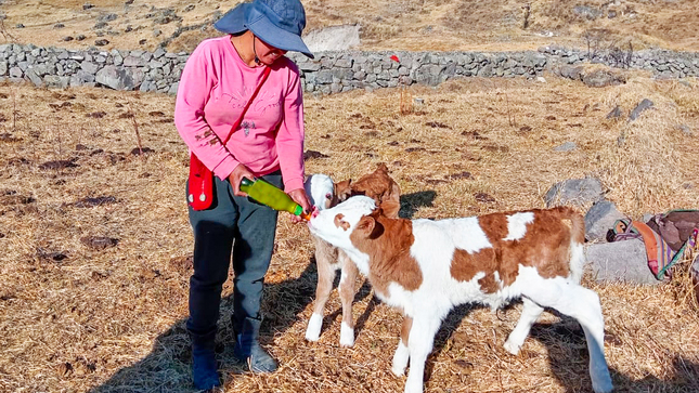 DRA Ayacucho logra nacimiento de 8 becerros mellizos Brown Swiss y Fleckvieh en Parinacochas