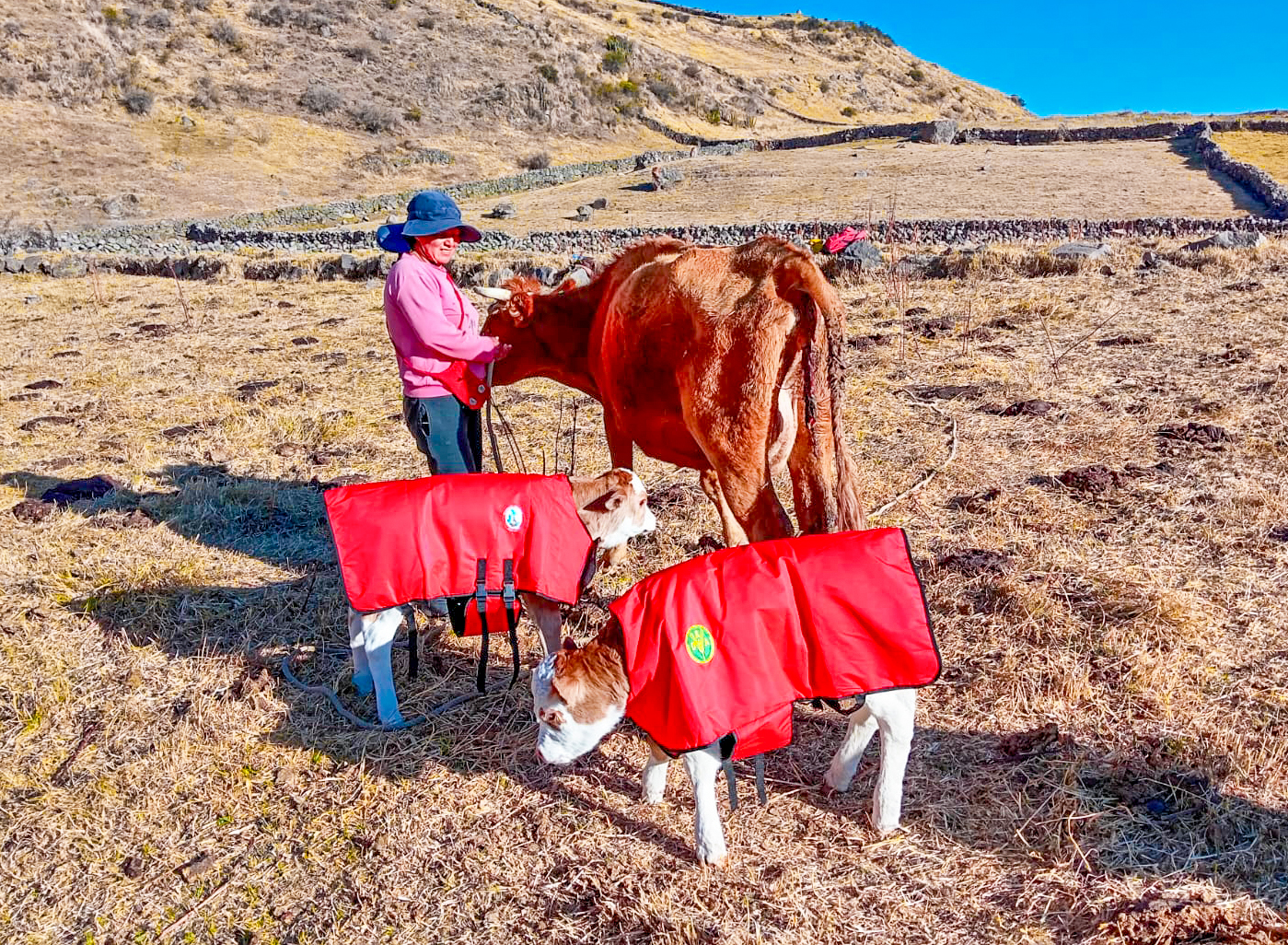 DRA Ayacucho logra nacimiento de 8 becerros mellizos Brown Swiss y Fleckvieh en Parinacochas
