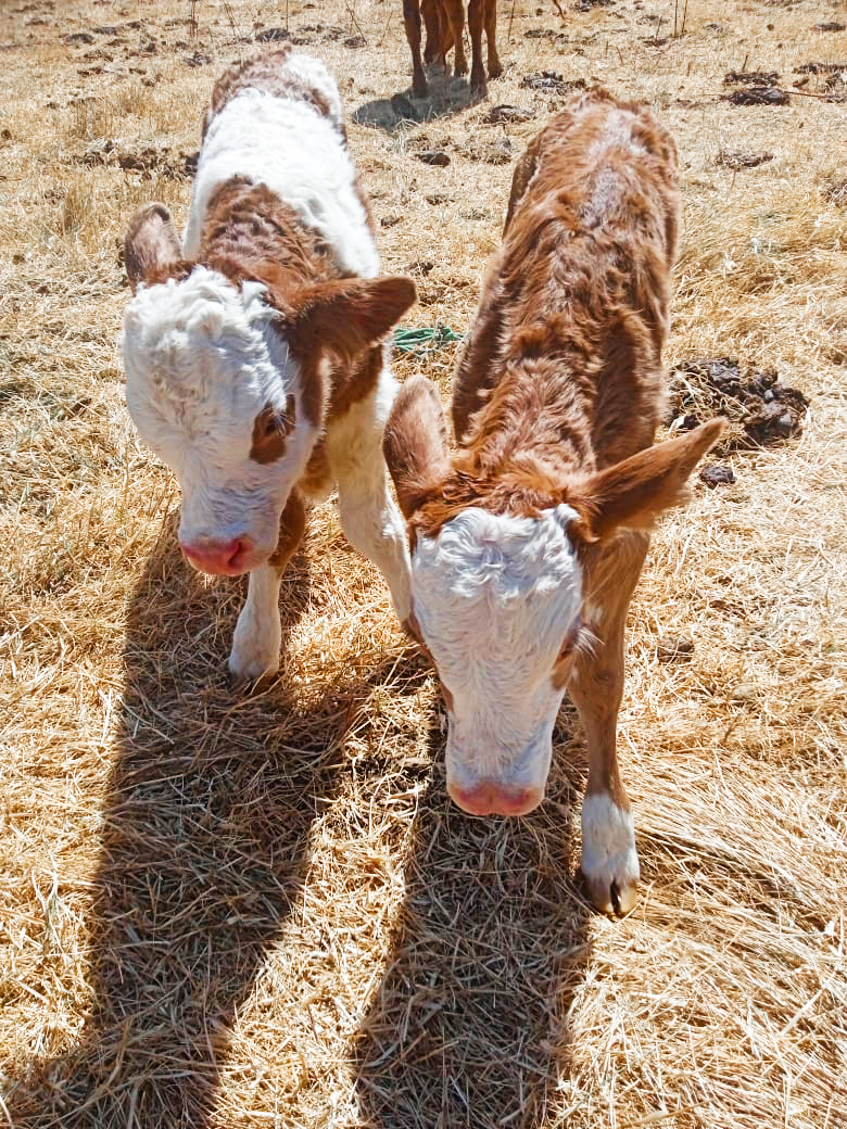 DRA Ayacucho logra nacimiento de 8 becerros mellizos Brown Swiss y Fleckvieh en Parinacochas