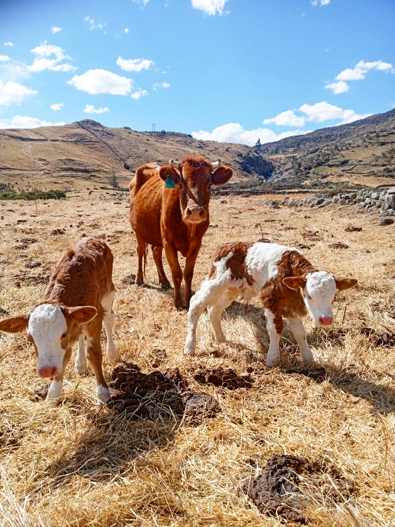 DRA Ayacucho logra nacimiento de 8 becerros mellizos Brown Swiss y Fleckvieh en Parinacochas