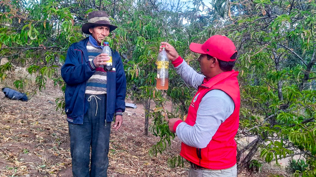 Vilcas Huamán intensifica labores para combatir la mosca de la fruta