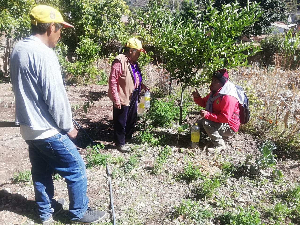 Vilcas Huamán intensifica labores para combatir la mosca de la fruta