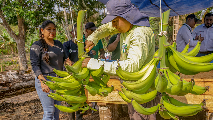 San Martín: Plátanos de Tocache ahora disponibles en supermercados nacionales