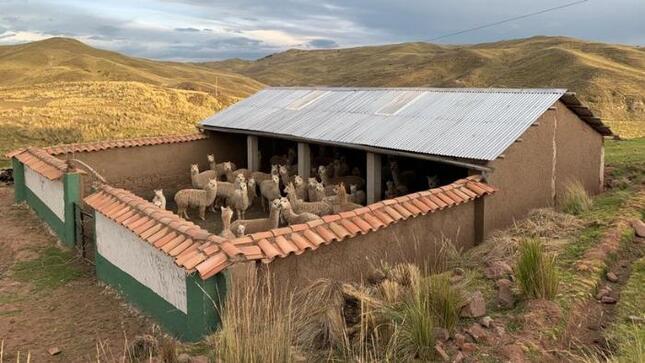  Desde el MIDAGRI se sigue trabajando de forma permanente ante la temporada de heladas y friajes que se presenta en diversas regiones del país.