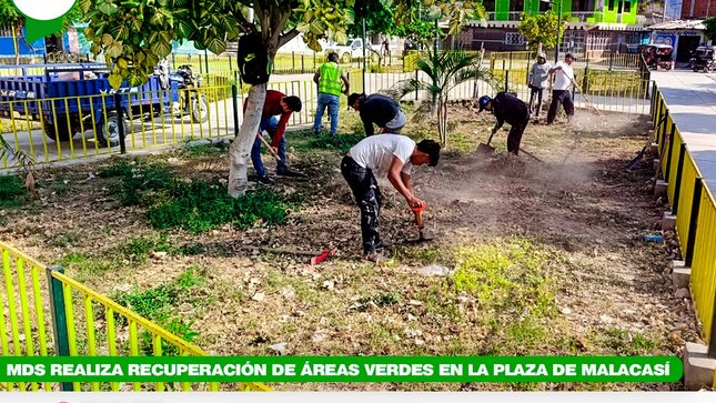 MDS realiza recuperación de áreas verdes en la plaza de Malacasí 