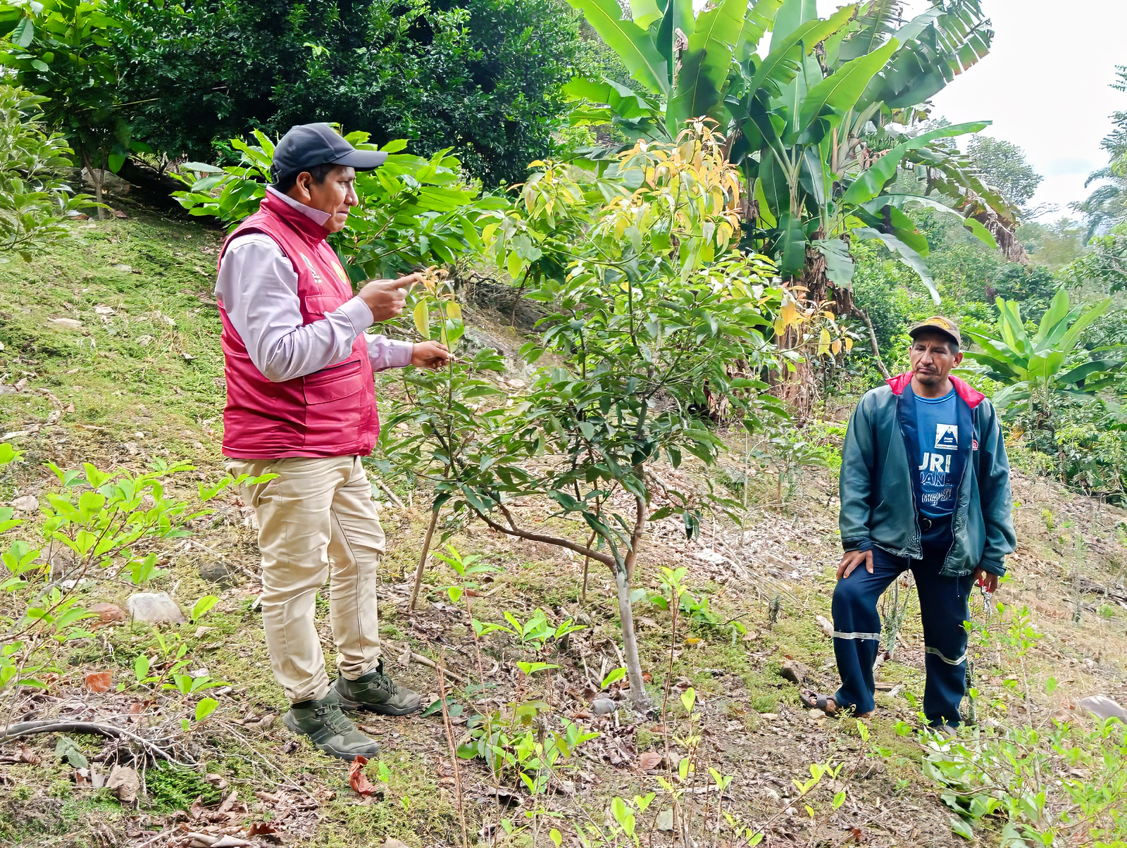DRA Ayacucho garantiza eficiente manejo de plantaciones frutícolas y forestales en Huanta y La Mar 