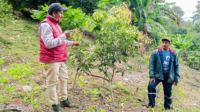 DRA Ayacucho garantiza eficiente manejo de plantaciones frutícolas y forestales en Huanta y La Mar 