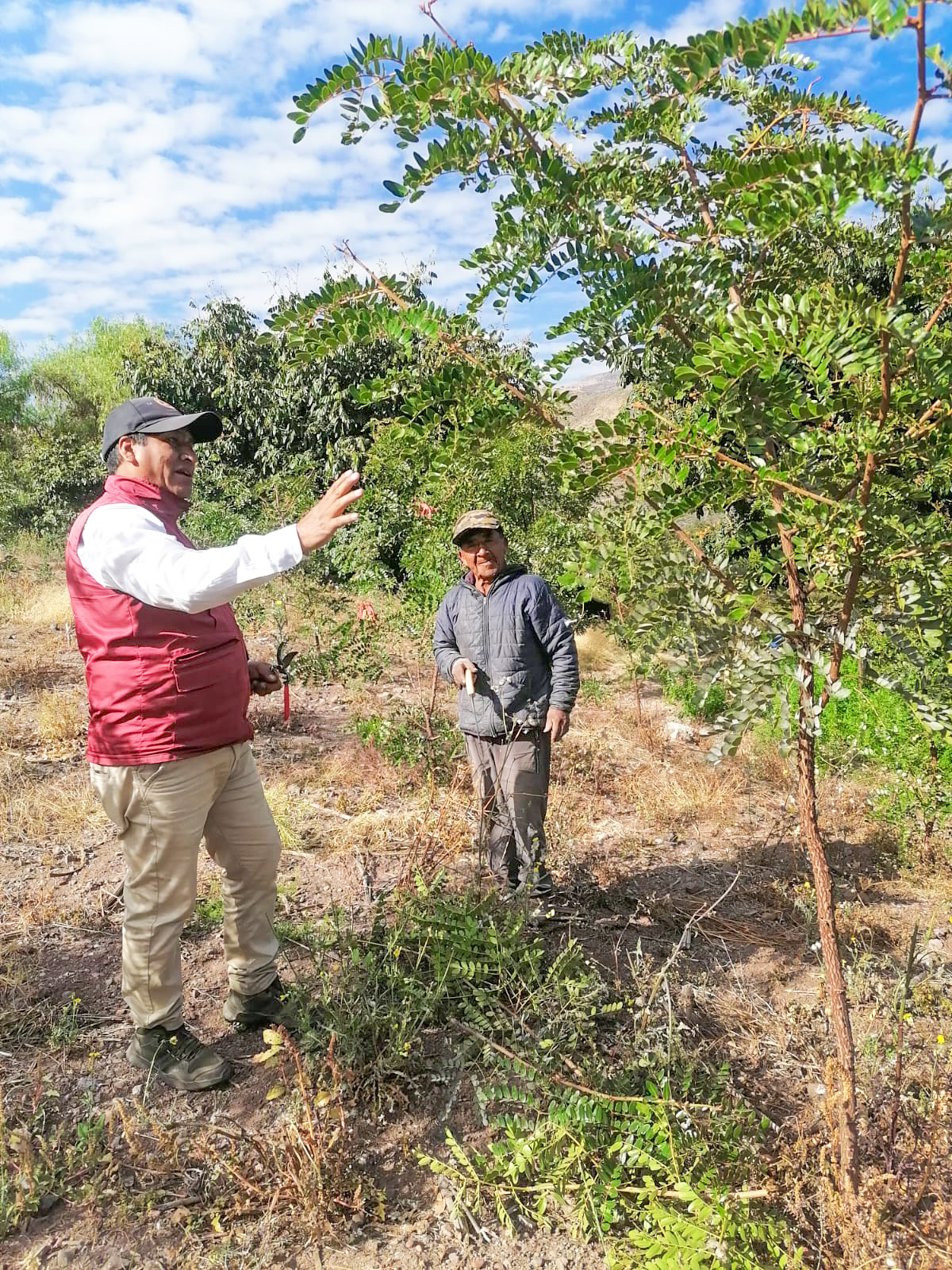 DRA Ayacucho garantiza eficiente manejo de plantaciones frutícolas y forestales en Huanta y La Mar 