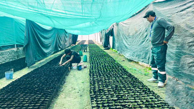 Avanza producción de 110 mil plantones forestales en Colca 