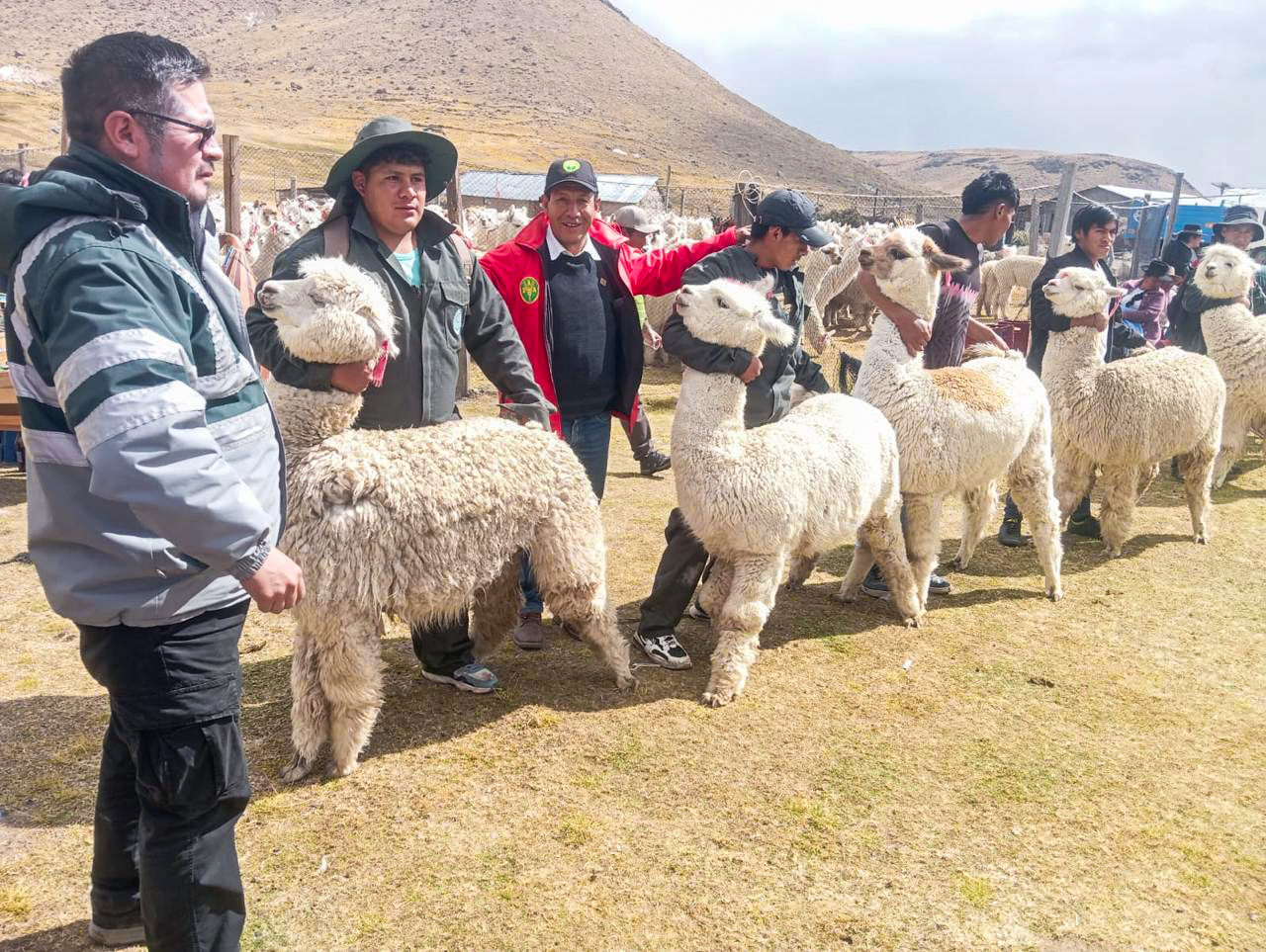 DRA Ayacucho participó en X Festival de la Alpaca en Putaccasa