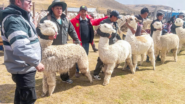 DRA Ayacucho participó en X Festival de la Alpaca en Putaccasa