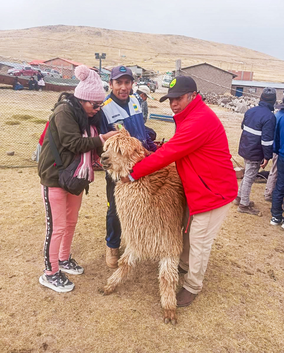 DRA Ayacucho participó en X Festival de la Alpaca en Putaccasa