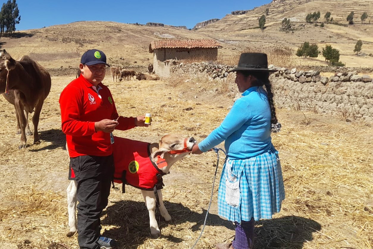 GORE Ayacucho logró el nacimiento de 240 becerros de alta calidad genética